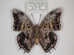 Charaxes cedreatis