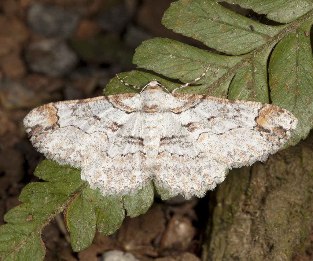 Iridopsis oberthuri