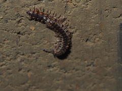 Chondromorpha xanthotricha