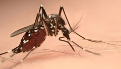 Asian Tiger Mosquito