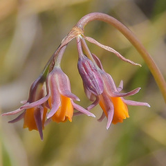 Tulbaghia montana