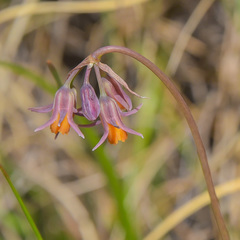 Tulbaghia montana
