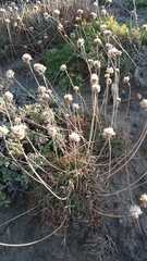Armeria maritima californica
