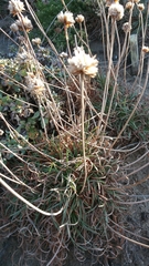Armeria maritima californica