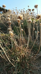 Armeria maritima californica