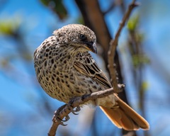 Histurgops ruficauda