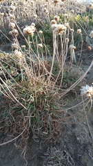 Armeria maritima californica
