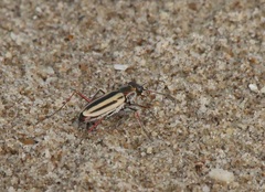 Hypaetha quadrilineata