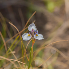 Moraea modesta