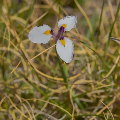 Moraea modesta