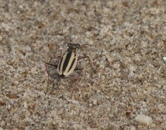 Hypaetha quadrilineata