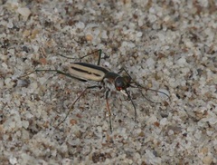 Hypaetha quadrilineata