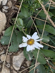Leucanthemum adustum, photograph (c) Viktor, some rights reserved (CC BY)