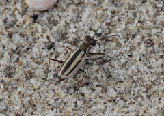 Hypaetha quadrilineata