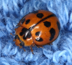 Harmonia octomaculata