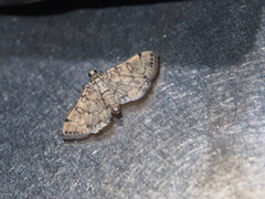 Lamprosema tampiusalis