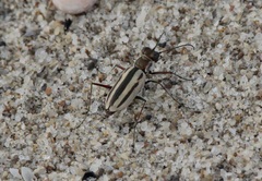 Hypaetha quadrilineata