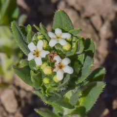 Lithospermum papillosum