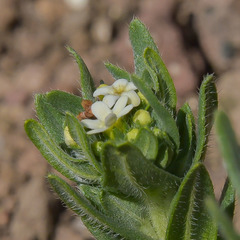 Lithospermum papillosum