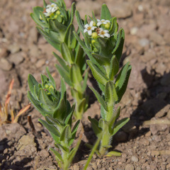Lithospermum papillosum