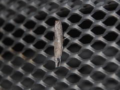 Culladia hastiferalis