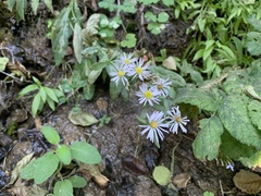 Symphyotrichum greatae