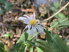 Symphyotrichum greatae