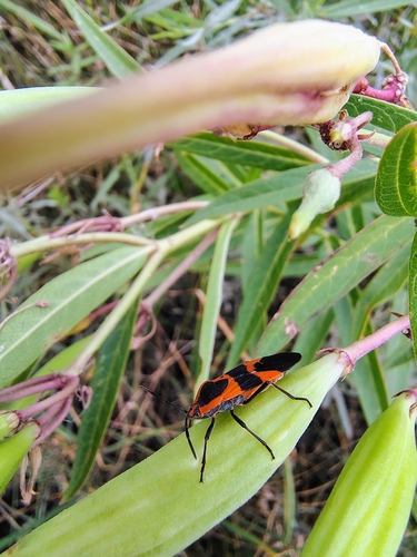 Large Milkweed Bug photographed in Colorado