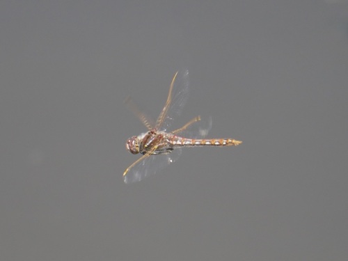 iNaturalist observation photo of Variegated Meadowhawk