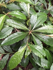Ardisia cornudentata stenosepala