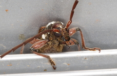 Strongylurus thoracicus