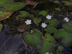 Nymphoides hydrophylla
