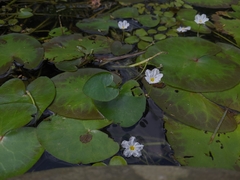 Nymphoides hydrophylla