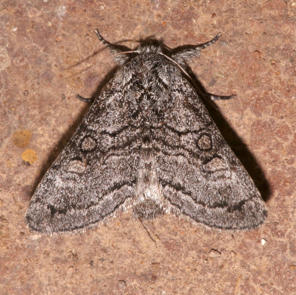 Pseudopanthea palata