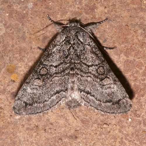 Pseudopanthea palata