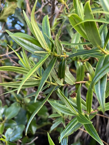 Veronica corriganii, photograph 6