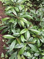 Ardisia cornudentata stenosepala