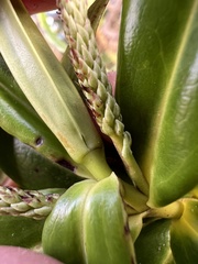 Hannah Rogers, CC BY, iNaturalist via GBIF Veronica corriganii, photograph Hannah Rogers, CC BY, iNaturalist via GBIF