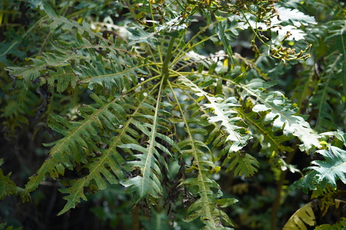 Sonchus palmensis, photograph 5