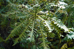 (c) Diego Rodríguez Hernández, some rights reserved (CC BY) Sonchus palmensis, photograph (c) Diego Rodríguez Hernández, some rights reserved (CC BY)