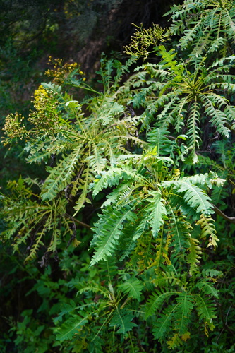 Sonchus palmensis, photograph 6