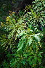 Sonchus palmensis, photograph (c) Diego Rodríguez Hernández, some rights reserved (CC BY)