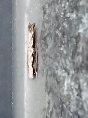 Erechthias fulguritella