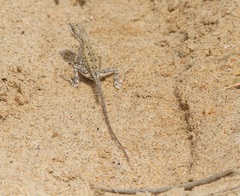 Sitana