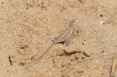 Sitana