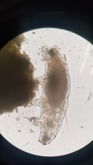 Eutardigrada