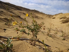 Jacobaea schischkiniana