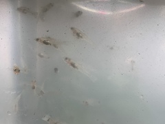 Gobiopterus macrolepis