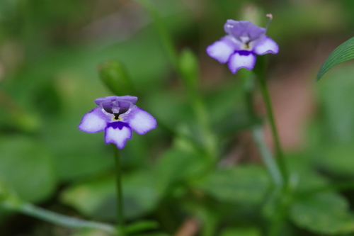 Torenia crustacea