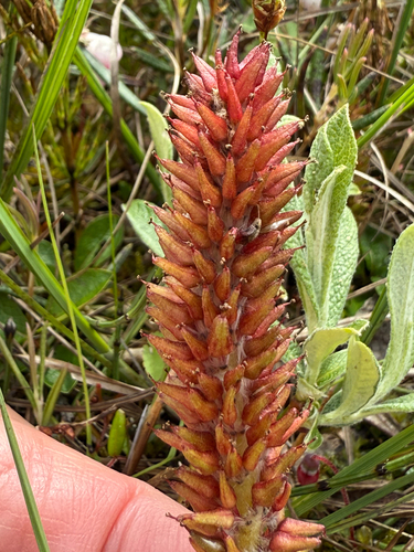 Arctic Willow (Salix arctophila)